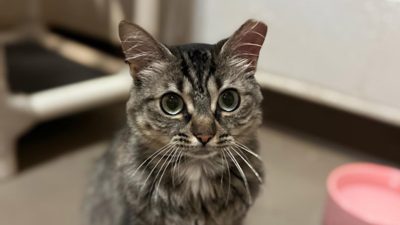 Pet of the Week: Scramble